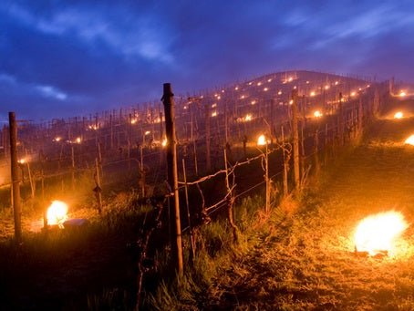 Cold blast ruins the Magnolia Blooms in my Garden! - Boutique Wine and Champagne