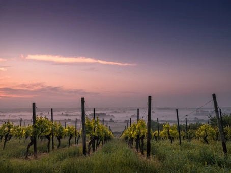 The Adventure of Discovering Boutique Vineyards - Boutique Wine and Champagne 