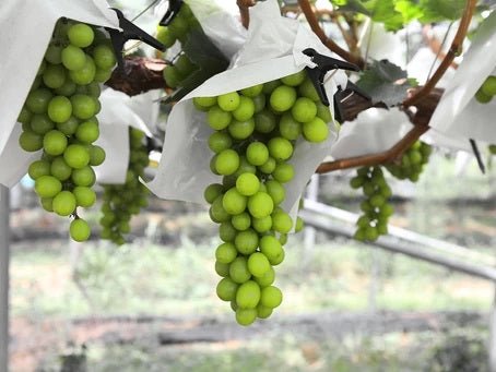 The Benefits of Drinking Clean and Organic Wines - Boutique Wine and Champagne 
